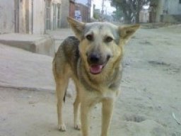 Pakistani shepherd dog